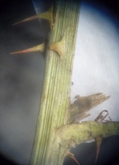 Rubus gracilis