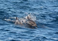 Stenella longirostris