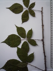 Rubus gracilis