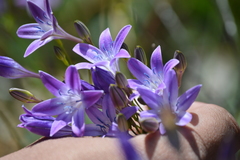 Triteleia bridgesii