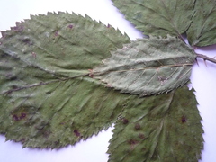 Rubus gracilis