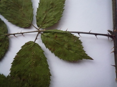 Rubus gracilis