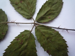 Rubus gracilis
