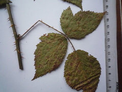 Rubus bertramii