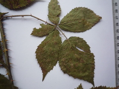 Rubus bertramii