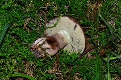 Tylopilus brunneus