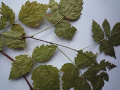 Rubus × idaeoides