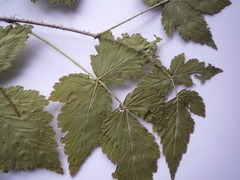 Rubus × idaeoides