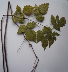 Rubus × idaeoides