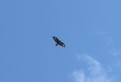 Buteo buteo