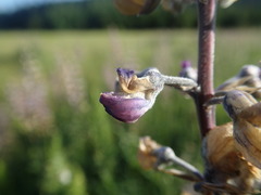 Lupinus oreganus