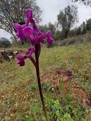 Anacamptis morio