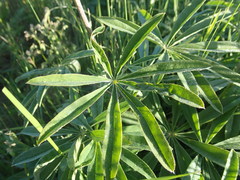 Lupinus oreganus