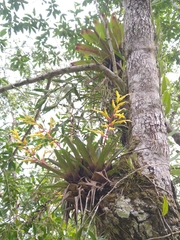 Vriesea rodigasiana