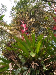 Vriesea philippocoburgi