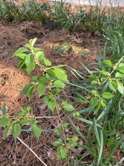 Magnoliopsida