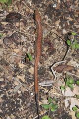Gerrhonotus ophiurus