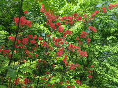 Rhododendron kaempferi