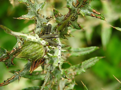 Lixus filiformis