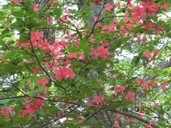 Rhododendron kaempferi
