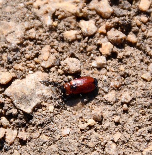 Galeruca melanocephala