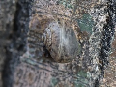 Acusta sieboldtiana