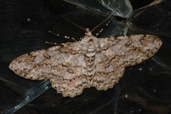 Ascotis reciprocaria