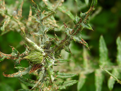 Lixus filiformis
