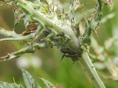 Lixus filiformis