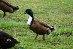 Anas platyrhynchos domesticus