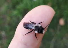 Andrena cineraria