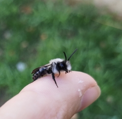 Andrena cineraria