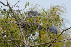 Ardea cinerea
