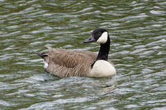 Branta canadensis