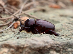 Phyllognathus excavatus
