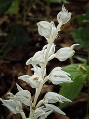 Cephalanthera austiniae