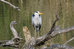 Ardea cinerea