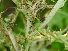 Lixus filiformis