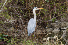 Ardea cinerea