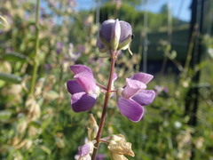 Lupinus rivularis