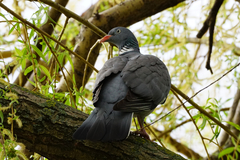Columba palumbus
