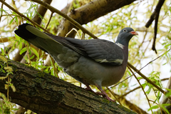 Columba palumbus