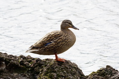 Anas platyrhynchos