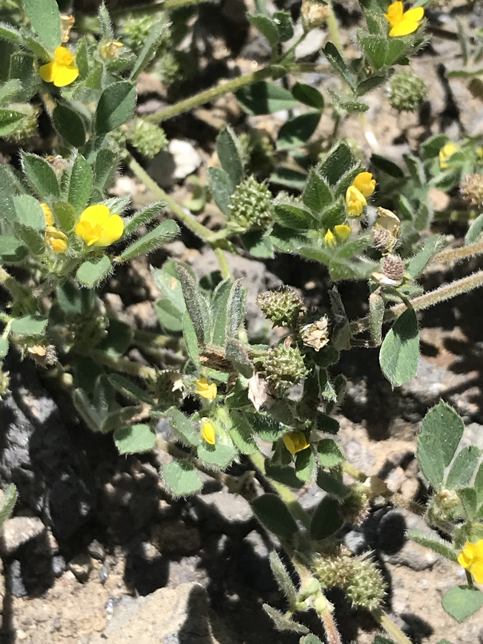 Medicago minima