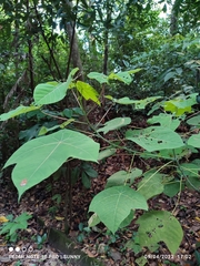 Macaranga griffithiana