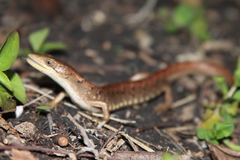 Gerrhonotus ophiurus