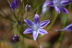 Triteleia bridgesii