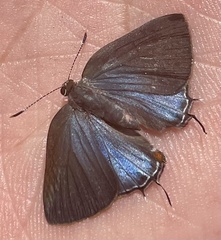 Arumecla galliena