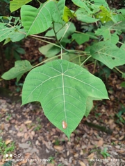 Macaranga griffithiana