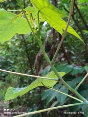 Macaranga griffithiana